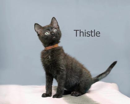 Thistle, Adoptable, Kitten Male Domestic Short Hair & Domestic Short Hair.