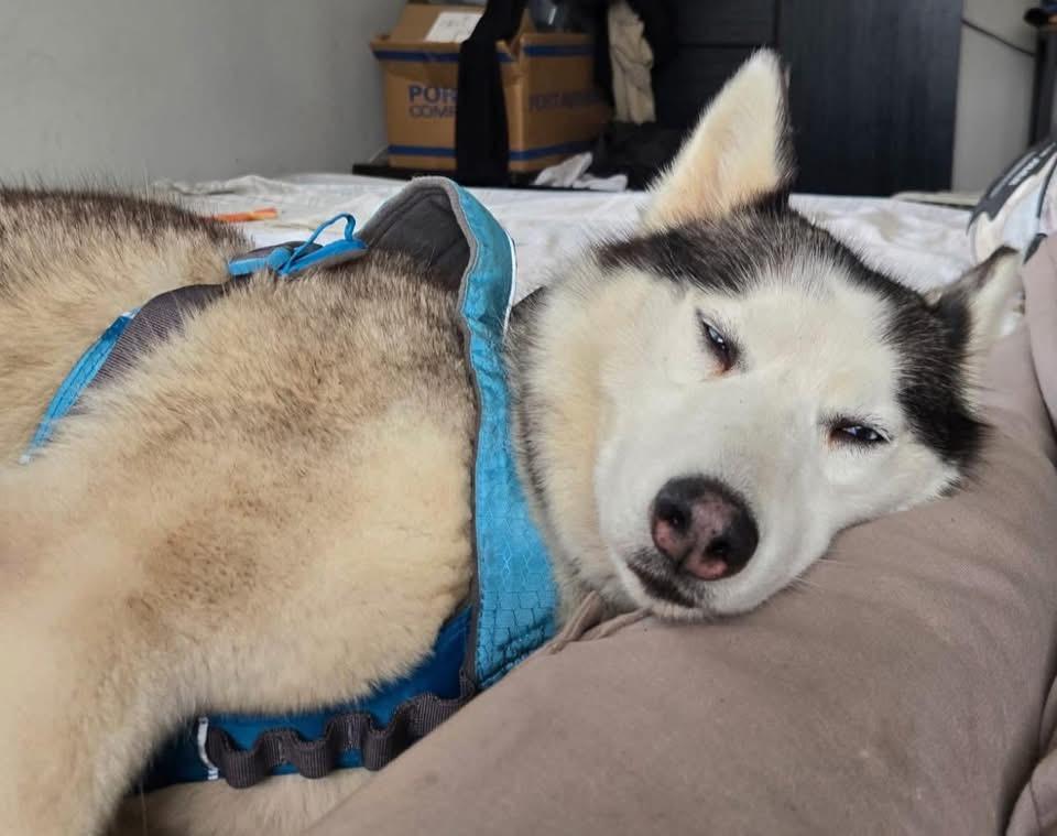 Luna & rocky, ADOPTABLE, Adult Female Husky.