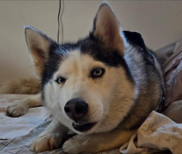 Enlarge Luna & rocky, a ADOPTABLE Husky in GLEN MILLS, PA image 2/4