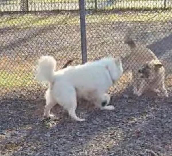 Enlarge Luna & rocky, a ADOPTABLE Husky in GLEN MILLS, PA image 3/4