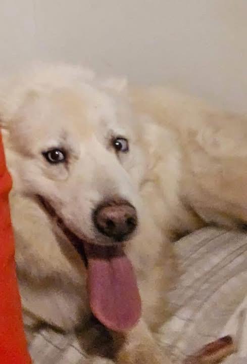 Enlarge Luna & rocky, a ADOPTABLE Husky in GLEN MILLS, PA image 4/4