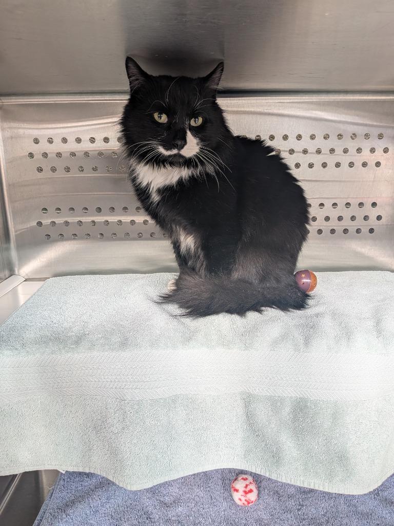 Checkers, Adoptable, Young Male Domestic Long Hair.