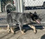 Enlarge Frizzle, a ADOPTABLE Australian Cattle Dog / Blue Heeler in Glasgow, KY image 2/3