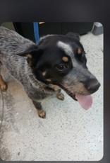 Enlarge Frizzle, a ADOPTABLE Australian Cattle Dog / Blue Heeler in Glasgow, KY image 3/3