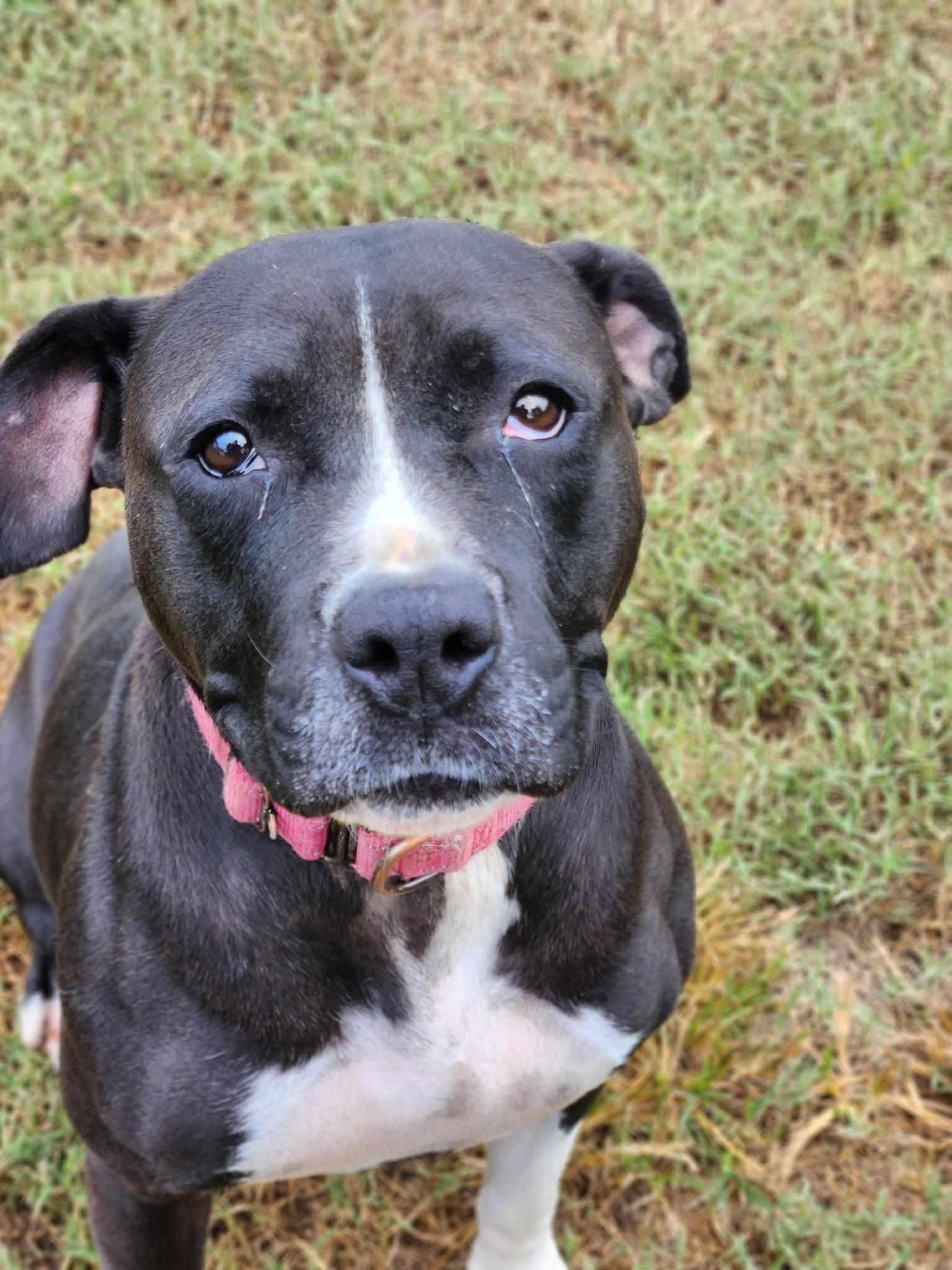 DOLLY, a Adoptable Terrier in Holbrook, NY image 1/3