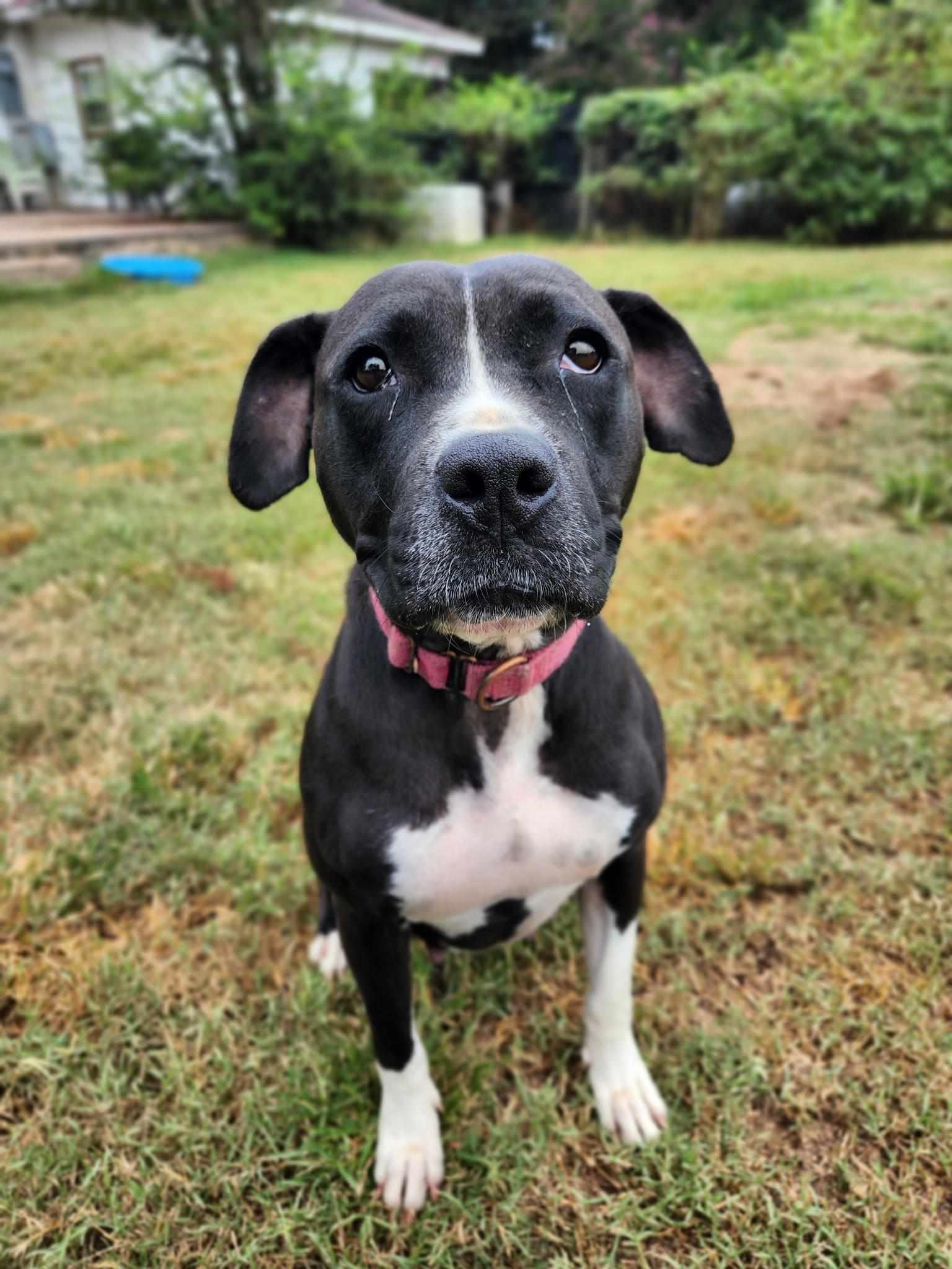 DOLLY, a Adoptable Terrier in Holbrook, NY image 3/3