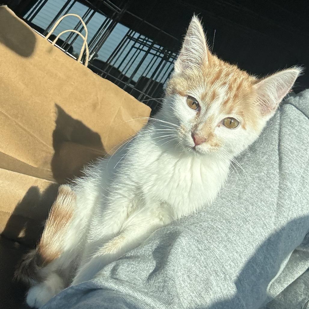 Fire, Adoptable, Young Female Tabby.