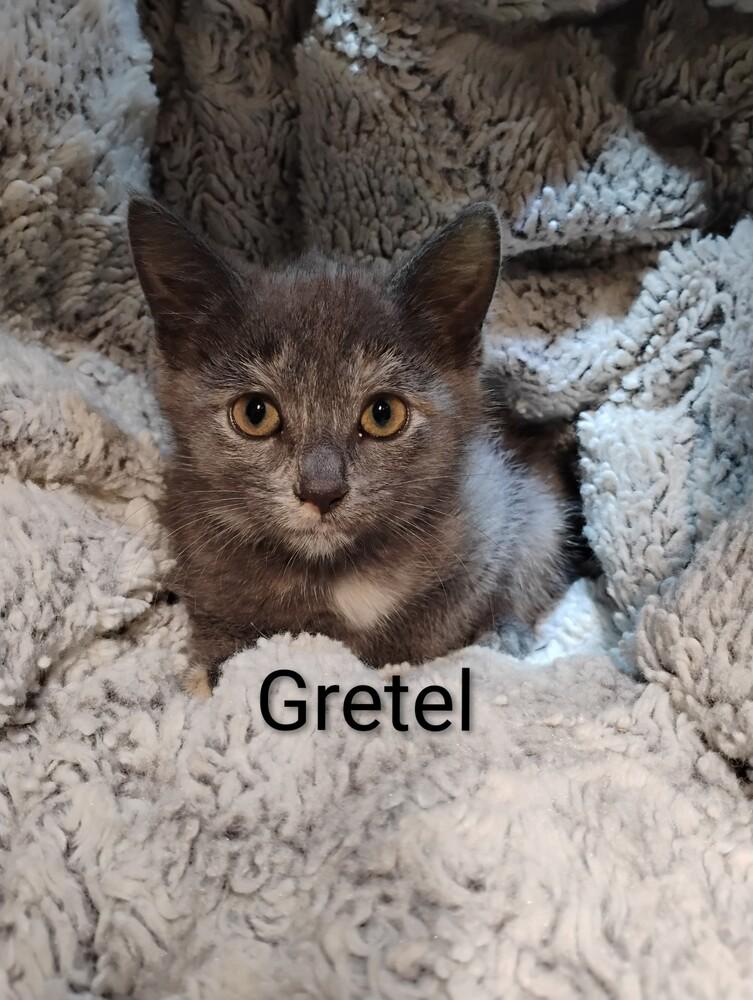 Gretel, Adoptable, Kitten Female Domestic Short Hair.
