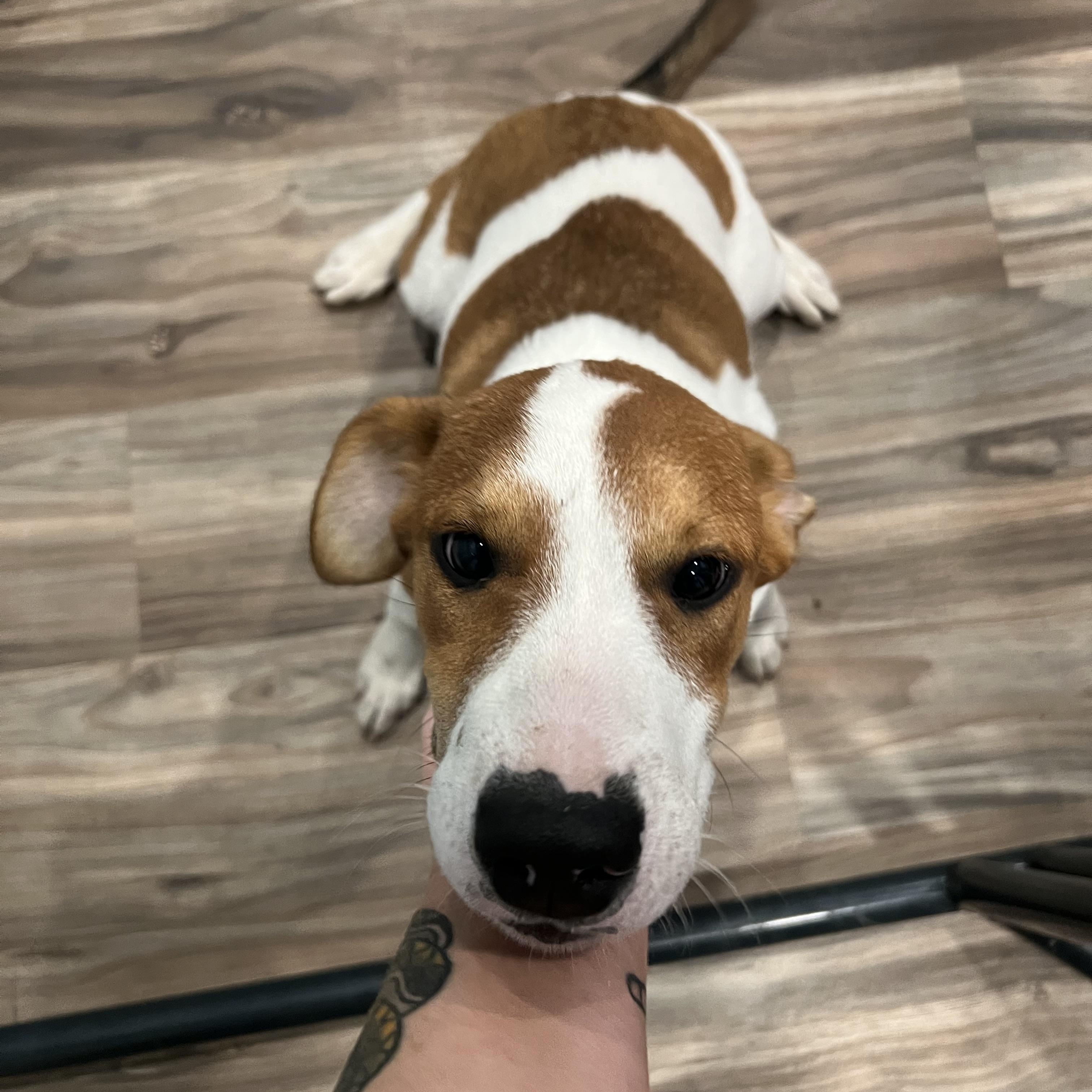 Colby, Adoptable, Young Female Hound & Shepherd.