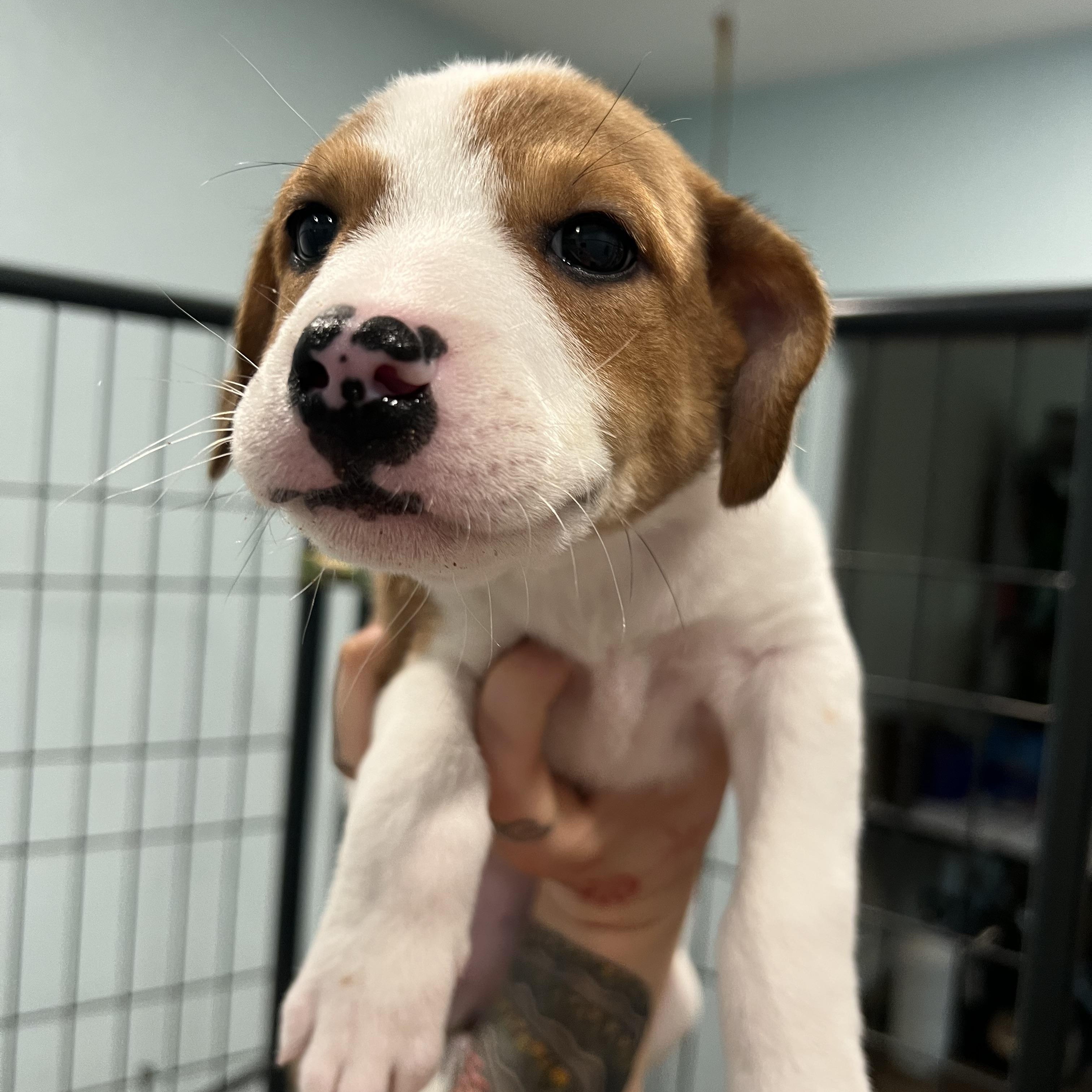 Enlarge Colby, a ADOPTABLE mixed breed in San Antonio, TX image 2/5