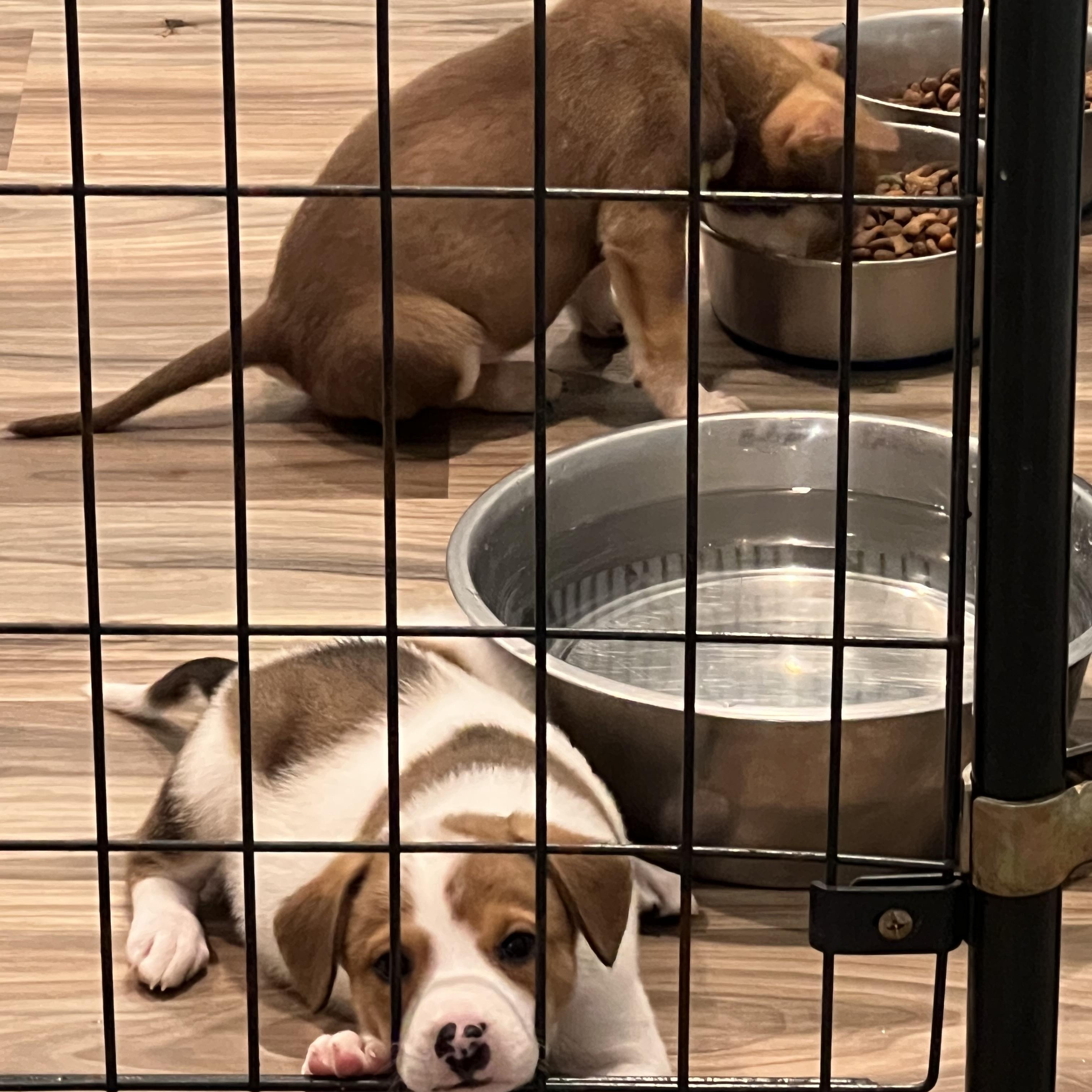 Colby, a ADOPTABLE mixed breed in San Antonio, TX image 3/5