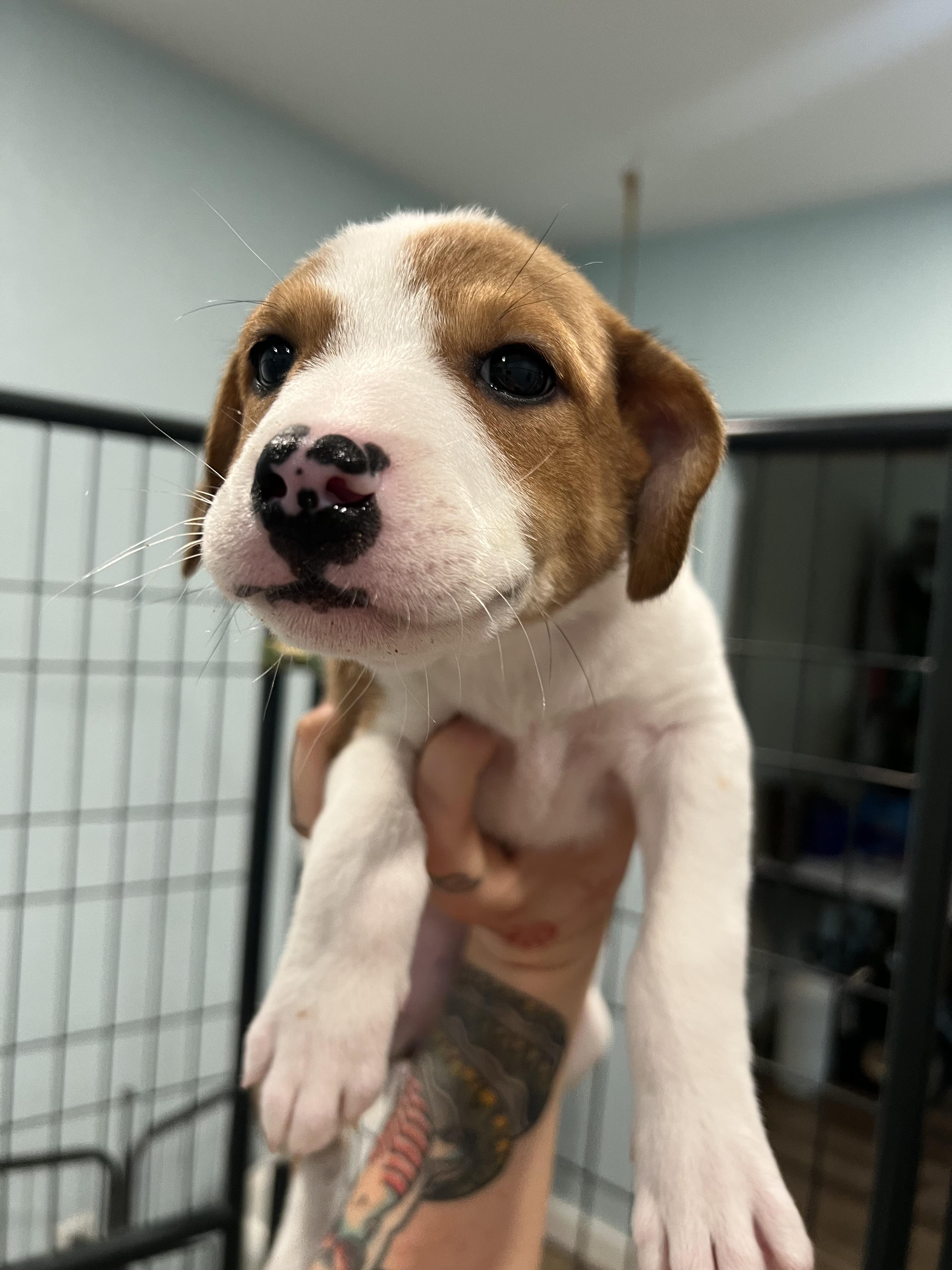 Colby, ADOPTABLE, Puppy Female Hound & Shepherd.