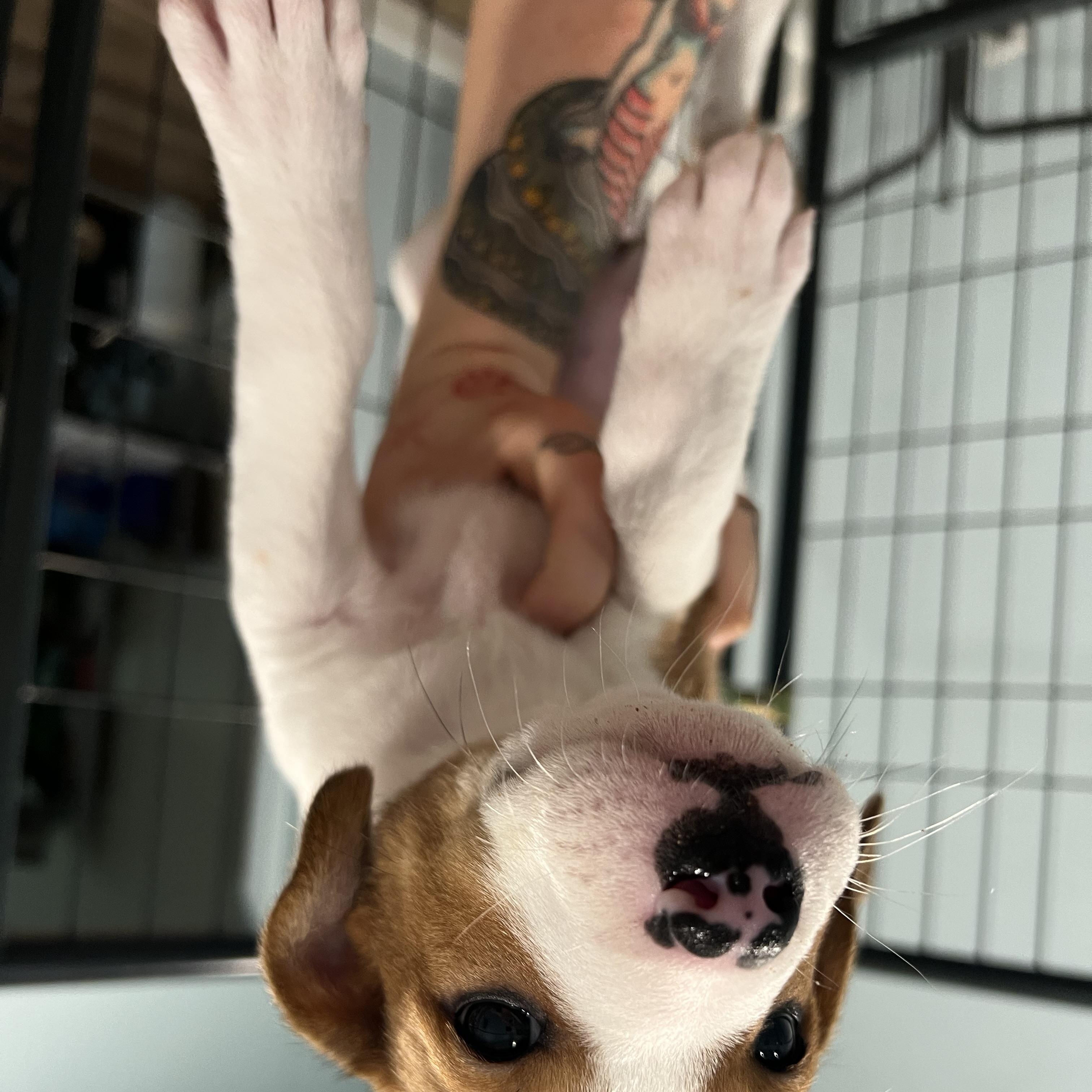 Colby, a ADOPTABLE mixed breed in San Antonio, TX image 1/5