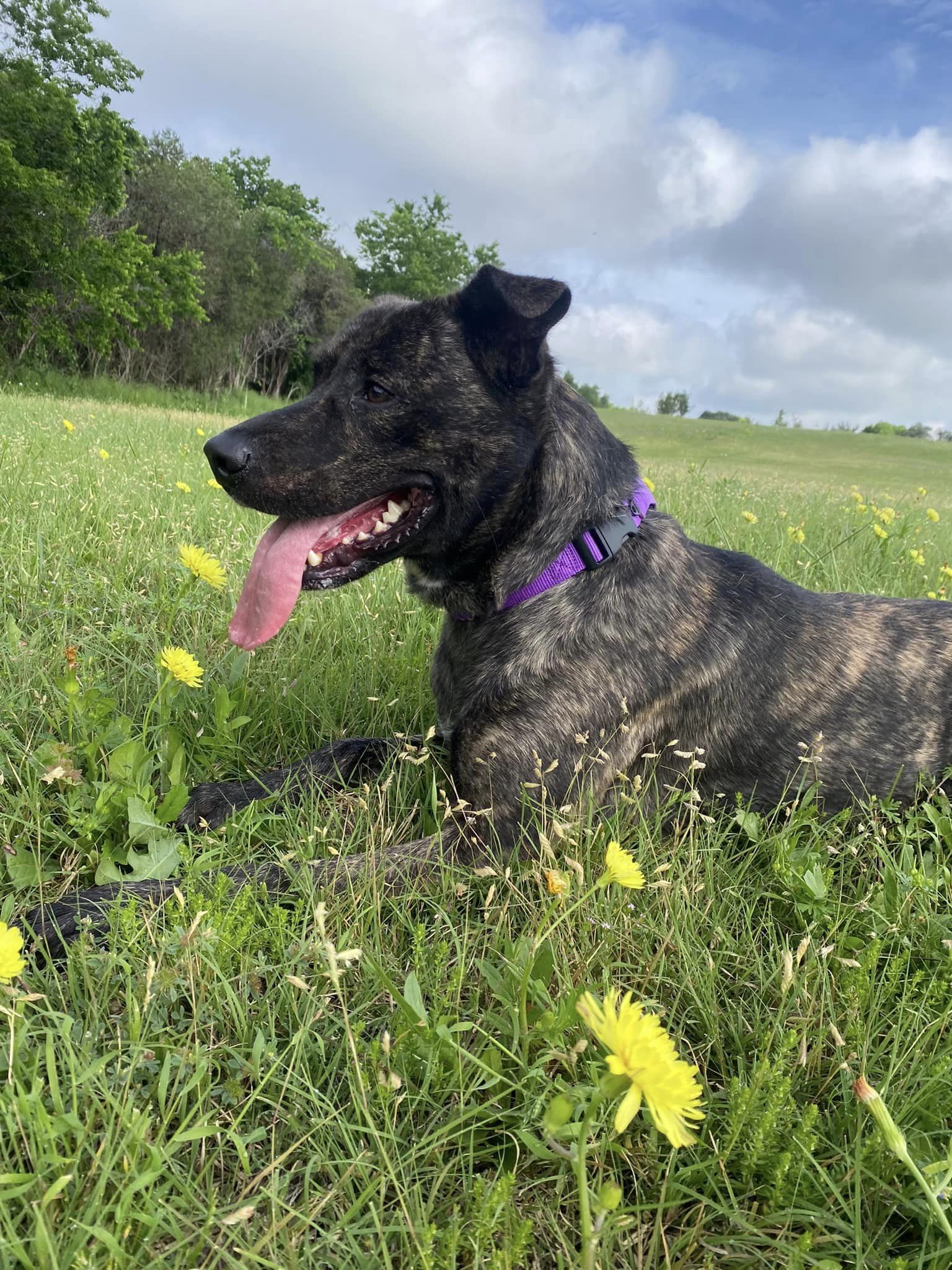 Koda