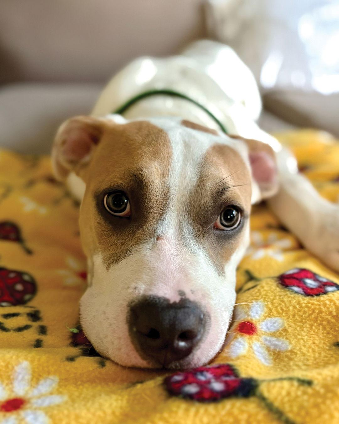 Marky Mark, Adopted, Young Male Pit Bull Terrier & American Staffordshire Terrier.