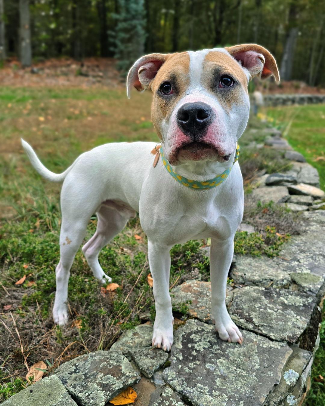 Enlarge Marky Mark, a Adopted mixed breed in Westminster, MA image 3/3