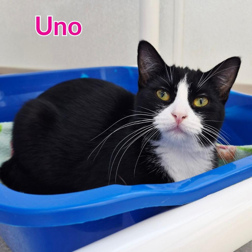 Uno, Adoptable, Kitten Female Domestic Short Hair.