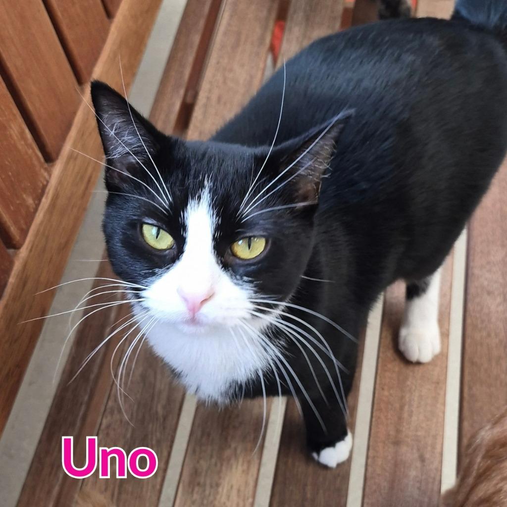 Enlarge Uno, a Adoptable mixed breed in North Saint Paul, MN image 2/3