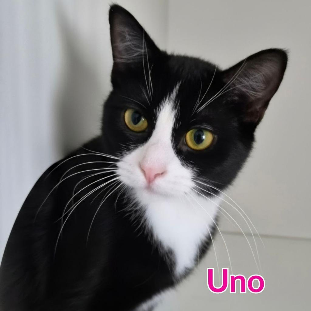 Enlarge Uno, a Adoptable mixed breed in North Saint Paul, MN image 2/2