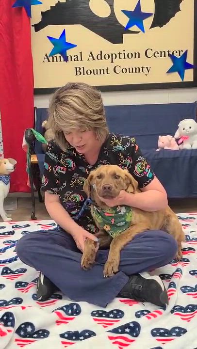 Enlarge Ernest, a ADOPTABLE mixed breed in Woolwich, ME video 2/4