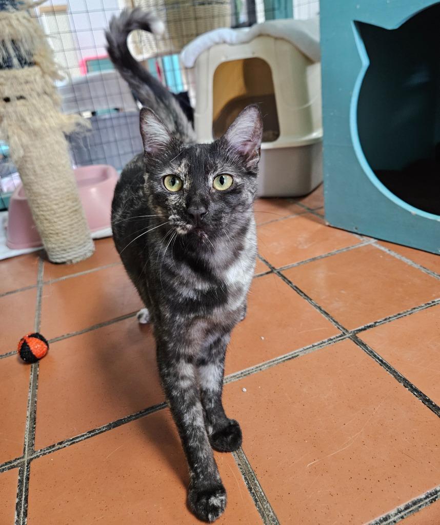 Tina, a Adoptable mixed breed in Los Angeles, CA image 3/5
