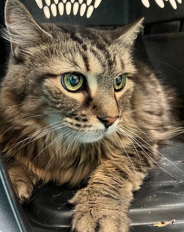 Raja, Adoptable, Adult Female Domestic Medium Hair.