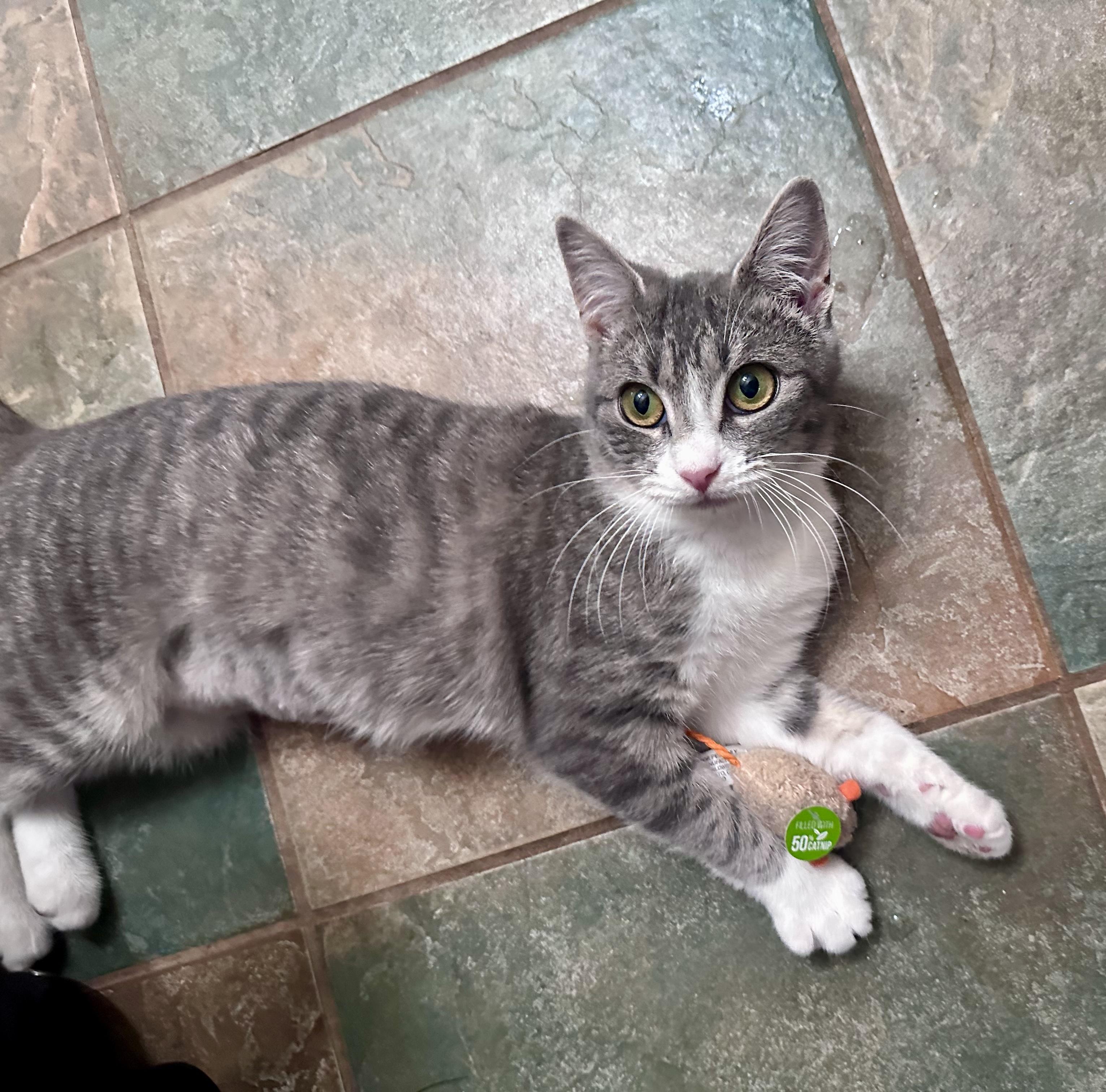 Enlarge Chloe, a ADOPTABLE mixed breed in Bethel, CT image 2/6