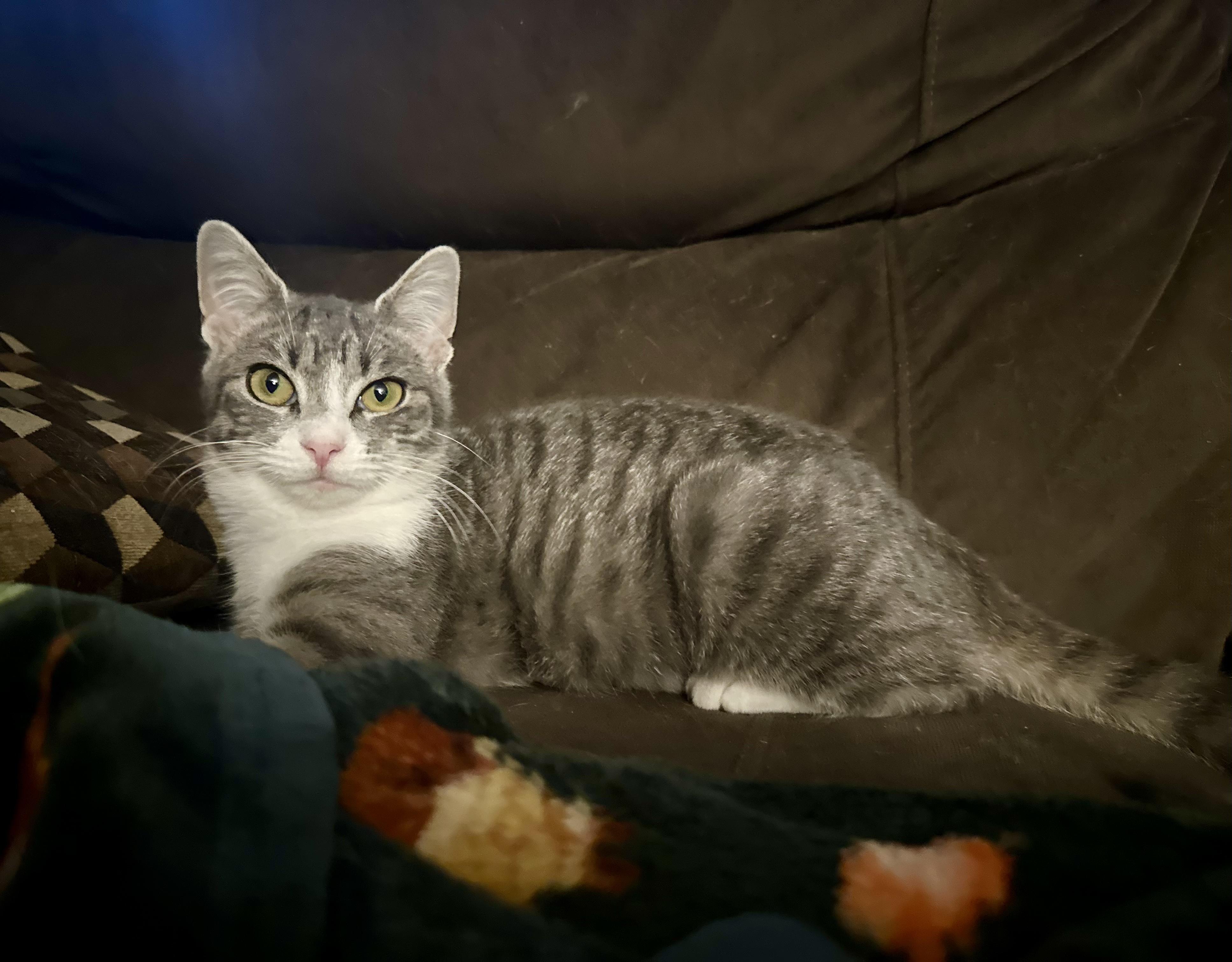 Enlarge Chloe, a ADOPTABLE mixed breed in Bethel, CT image 5/6