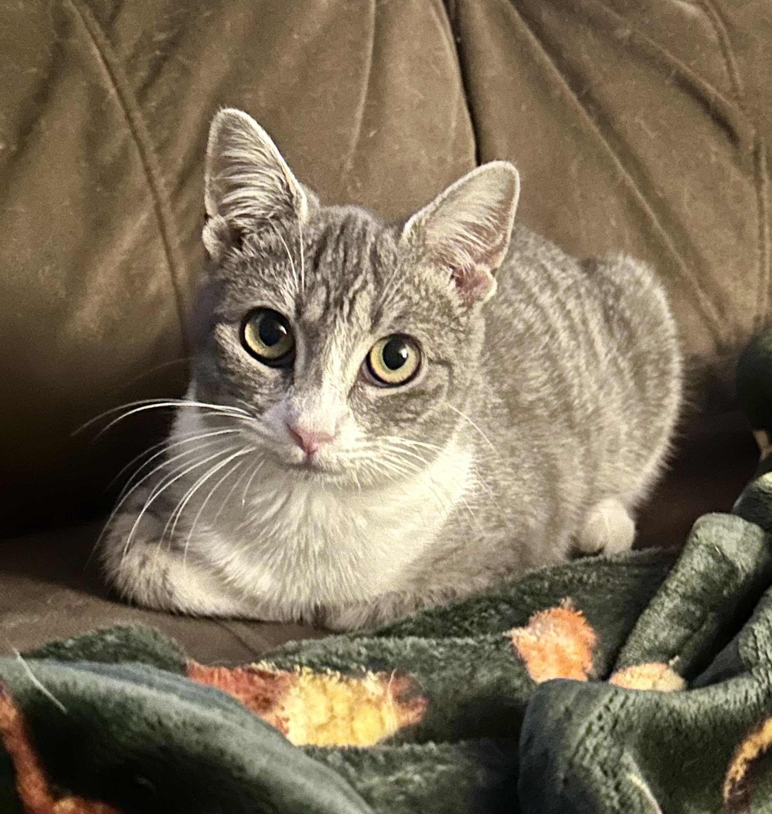 Enlarge Chloe, a ADOPTABLE mixed breed in Bethel, CT image 4/6