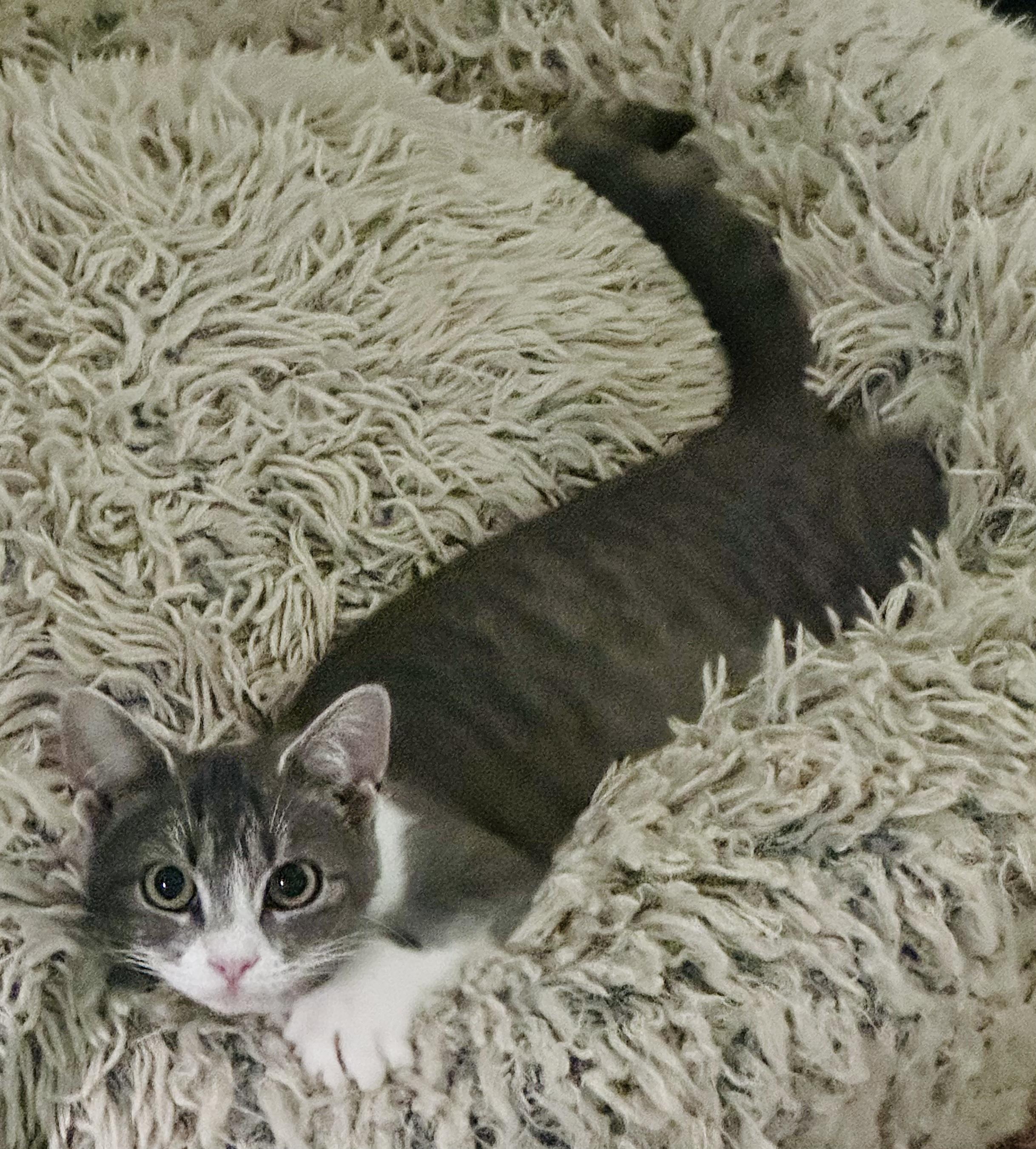 Enlarge Chloe, a ADOPTABLE mixed breed in Bethel, CT image 6/6