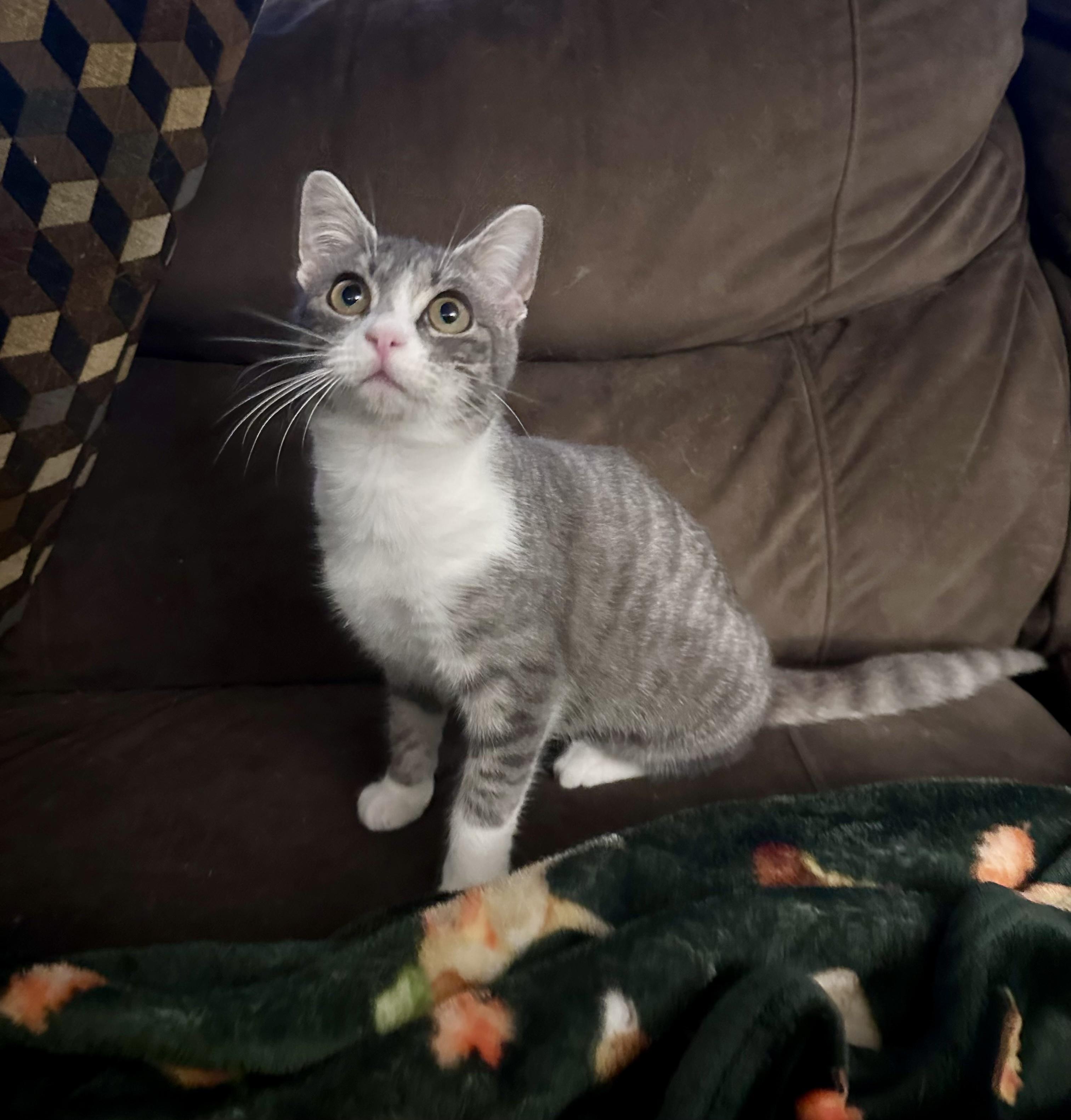 Enlarge Chloe, a ADOPTABLE mixed breed in Bethel, CT image 3/6