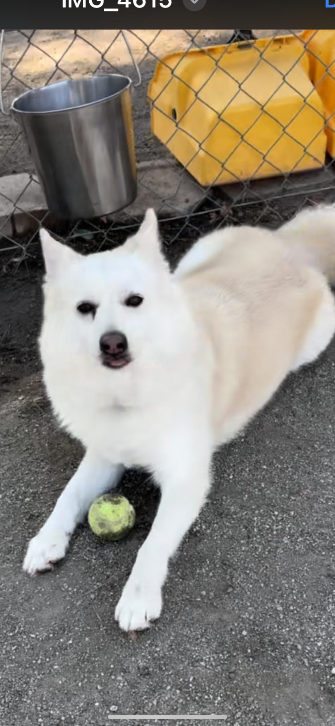 Dash