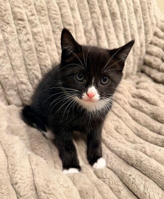 Balsam, Adopted, Kitten Male Domestic Short Hair.