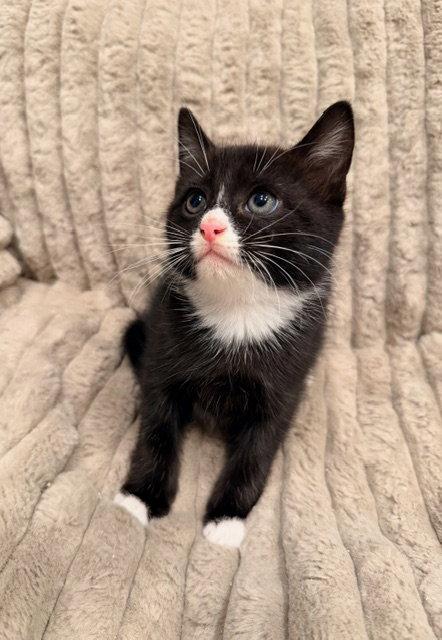 Enlarge Balsam, a Adopted Domestic Short Hair in Buford, GA image 2/2