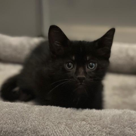 Penguin, Adoptable, Kitten Male Domestic Short Hair.