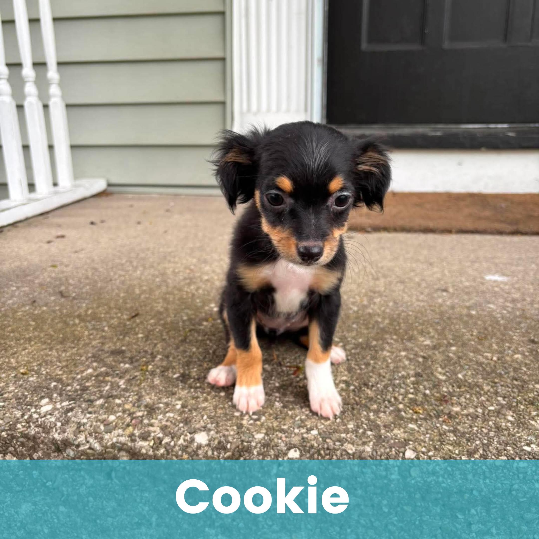 Enlarge Cookie, an adopted Mixed Breed in Rochester , NY image 1/1