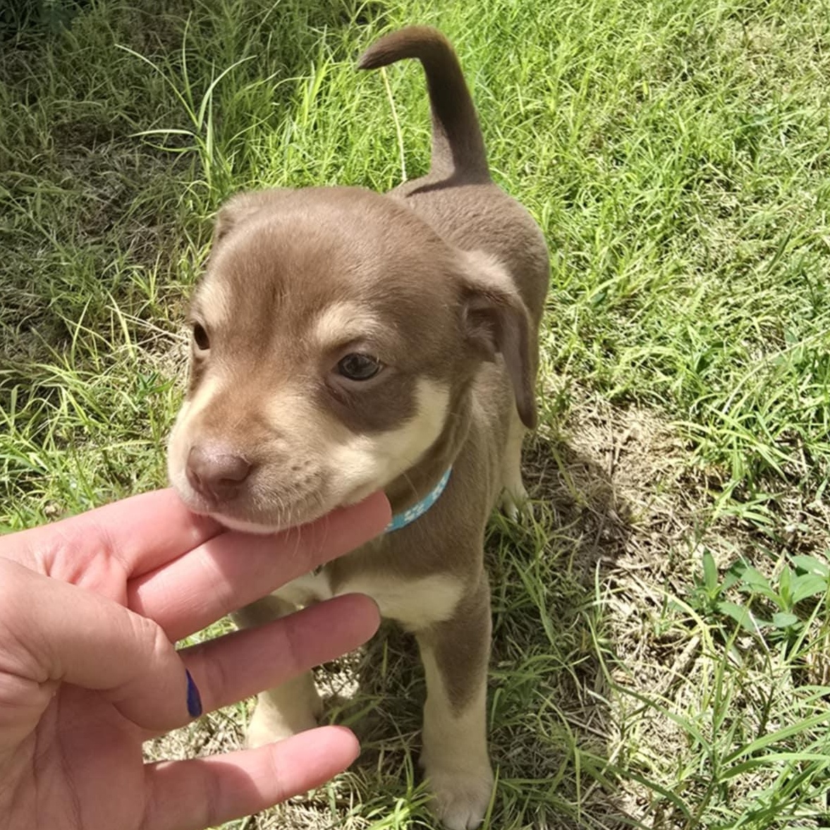Jimmy, Baby Male Chihuahua