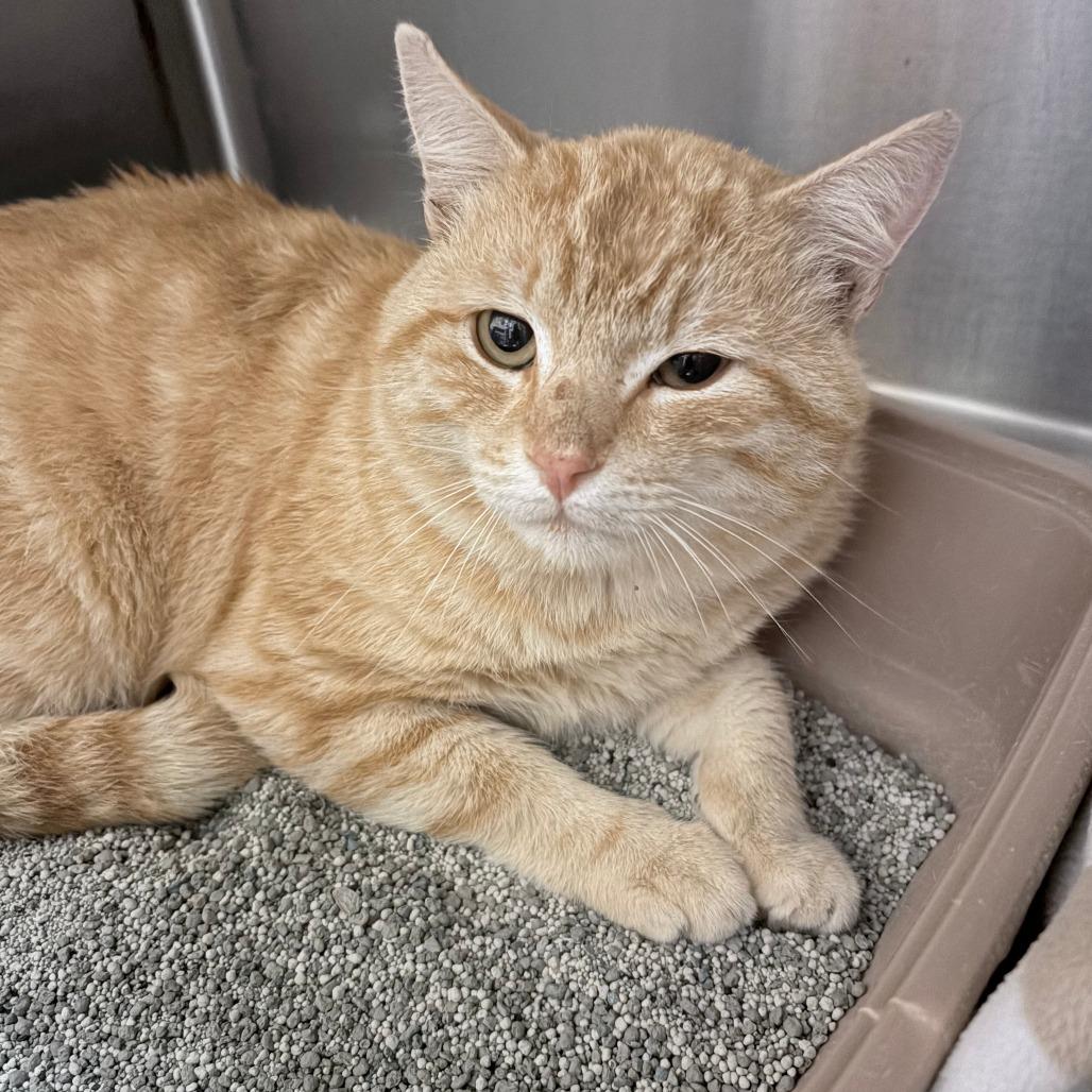 Elion, Adoptable, Adult Male Domestic Short Hair.