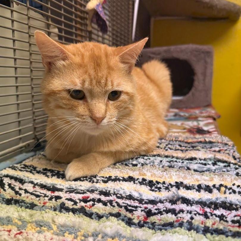 Enlarge Elion, a Adoptable Domestic Short Hair in North Myrtle Beach, SC image 2/2