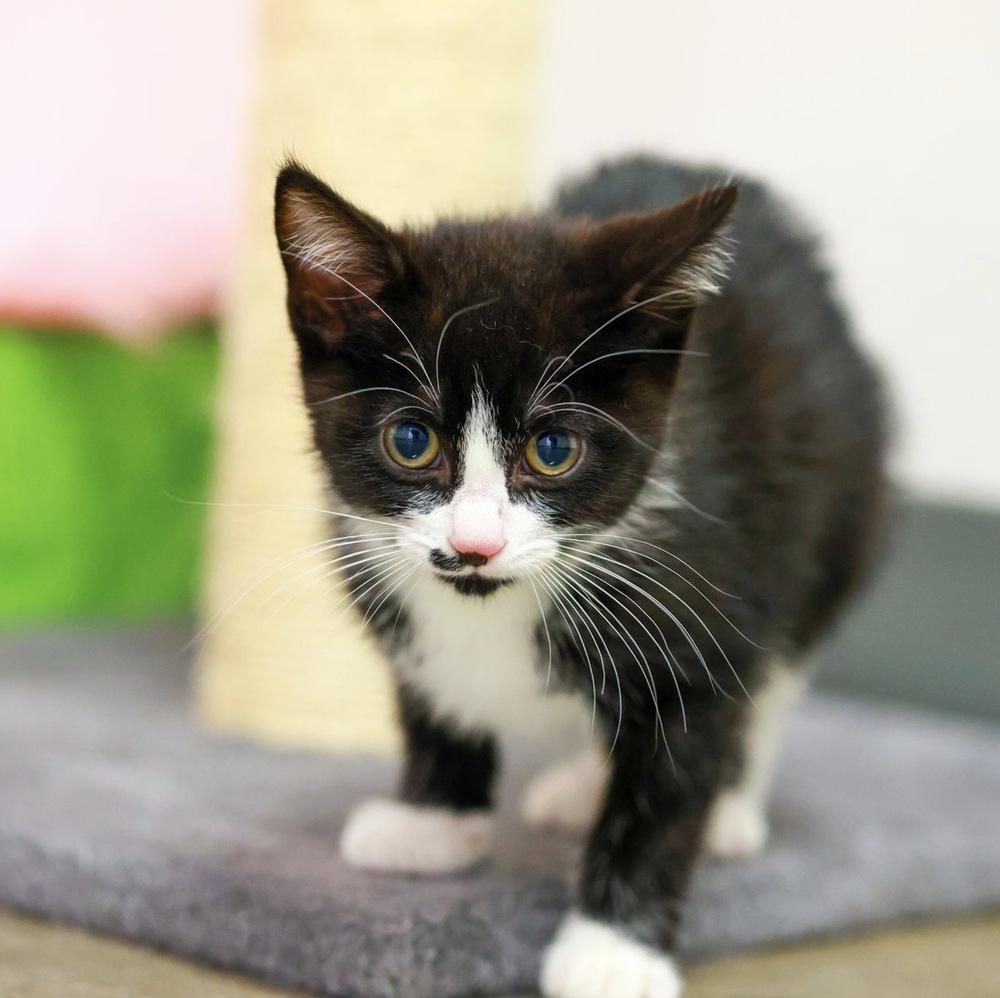 **Cat Cafe** Gracie, Adoptable, Kitten Female Domestic Short Hair.