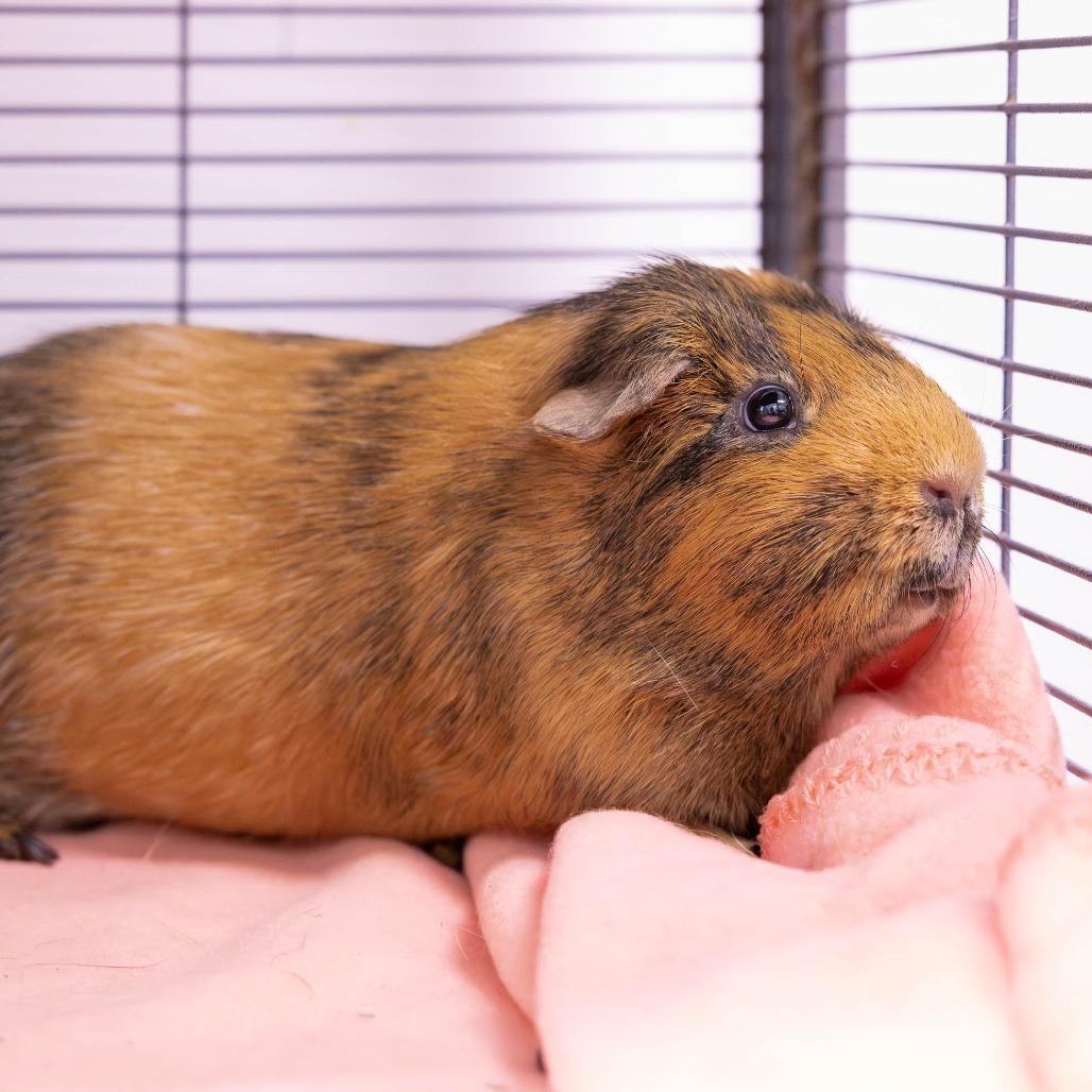 Carl, Adoptable, Adult Male Guinea Pig.