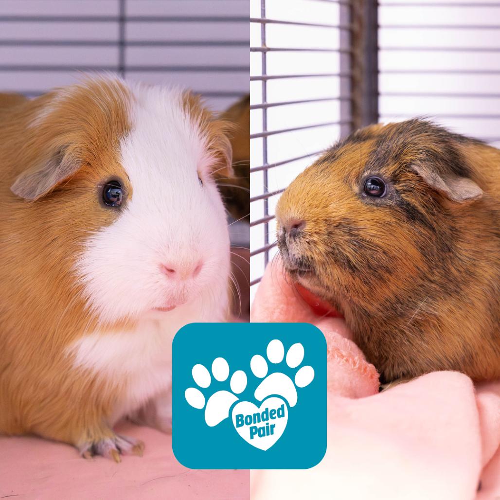 Enlarge Carl, a Adoptable Guinea Pig in Mentor, OH image 2/3