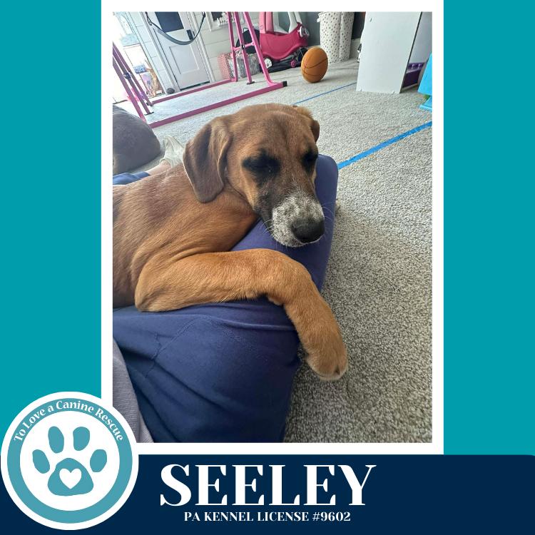 Enlarge Seeley (Be Mine Pups) 020726, a Adoptable mixed breed in Kimberton, PA image 1/4