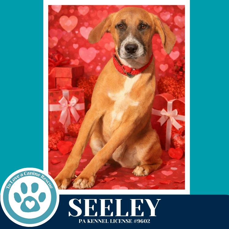 Enlarge Seeley (Be Mine Pups) 020726, a Adoptable mixed breed in Kimberton, PA image 2/4