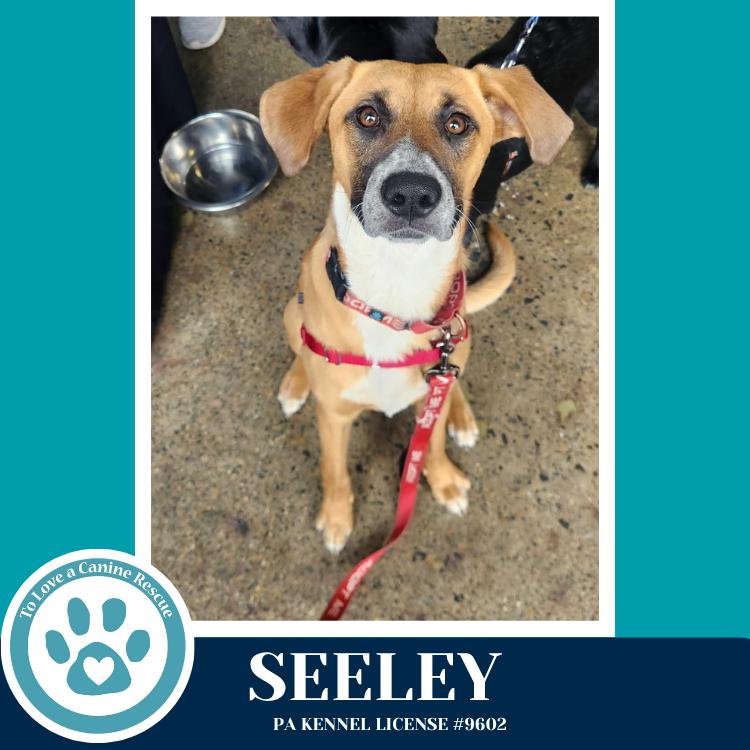 Seeley (Be Mine Pups) 020726, Adoptable, Young Female Labrador Retriever & Shepherd.