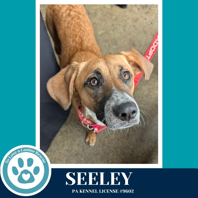 Enlarge Seeley (Be Mine Pups) 020726, a Adoptable mixed breed in Kimberton, PA image 2/5