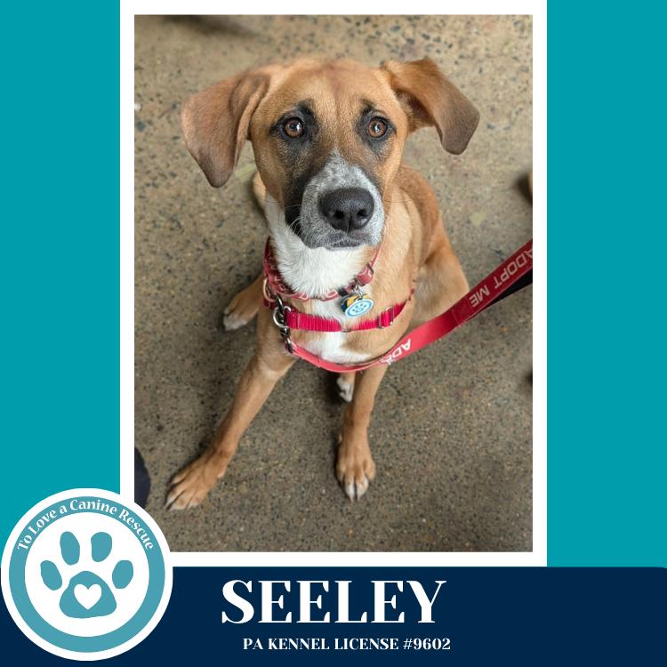 Enlarge Seeley (Be Mine Pups) 020726, a Adoptable mixed breed in Kimberton, PA image 3/5