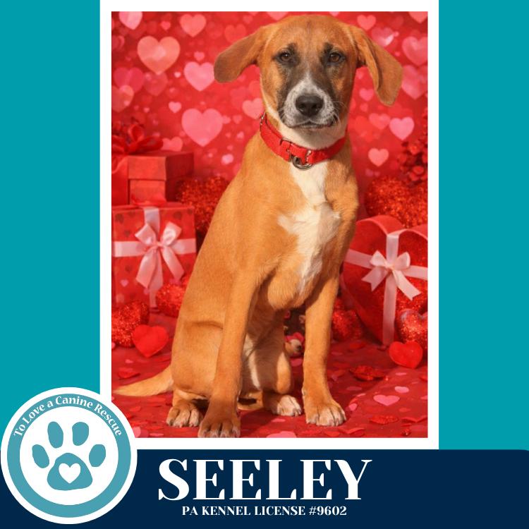 Enlarge Seeley (Be Mine Pups) 020726, a Adoptable mixed breed in Kimberton, PA image 3/4
