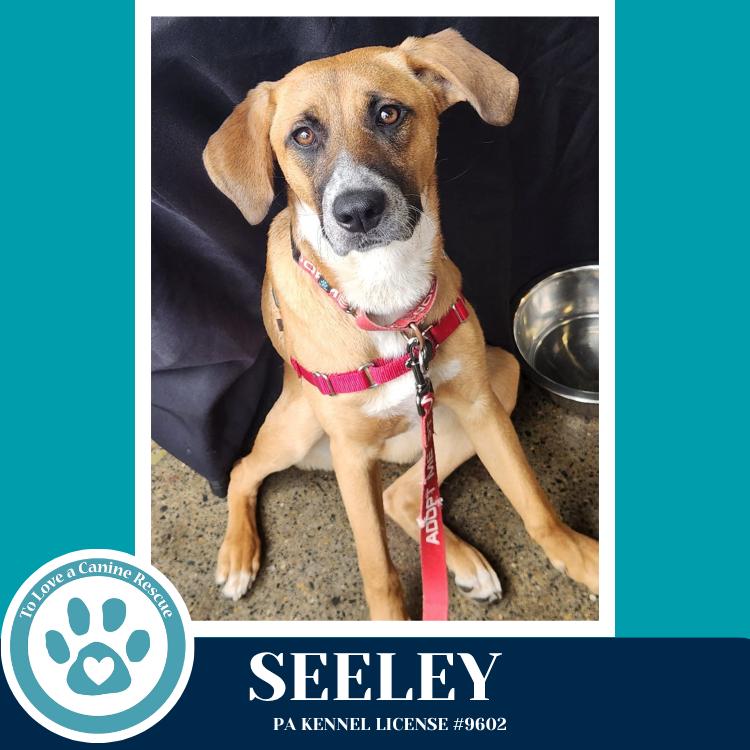 Enlarge Seeley (Be Mine Pups) 020726, a Adoptable mixed breed in Kimberton, PA image 5/5