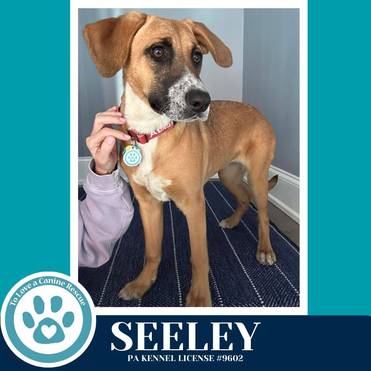 Enlarge Seeley (Be Mine Pups) 020726, a Adoptable mixed breed in Kimberton, PA image 4/4